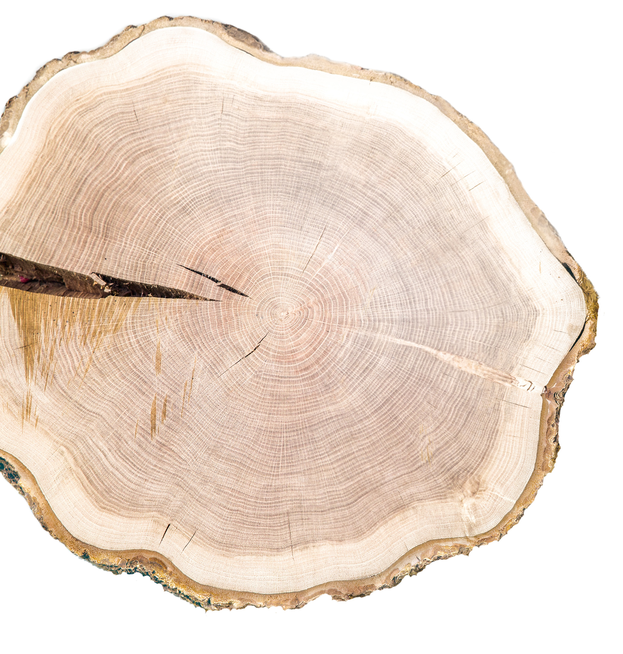 木はやさしい・つよい・しなやか